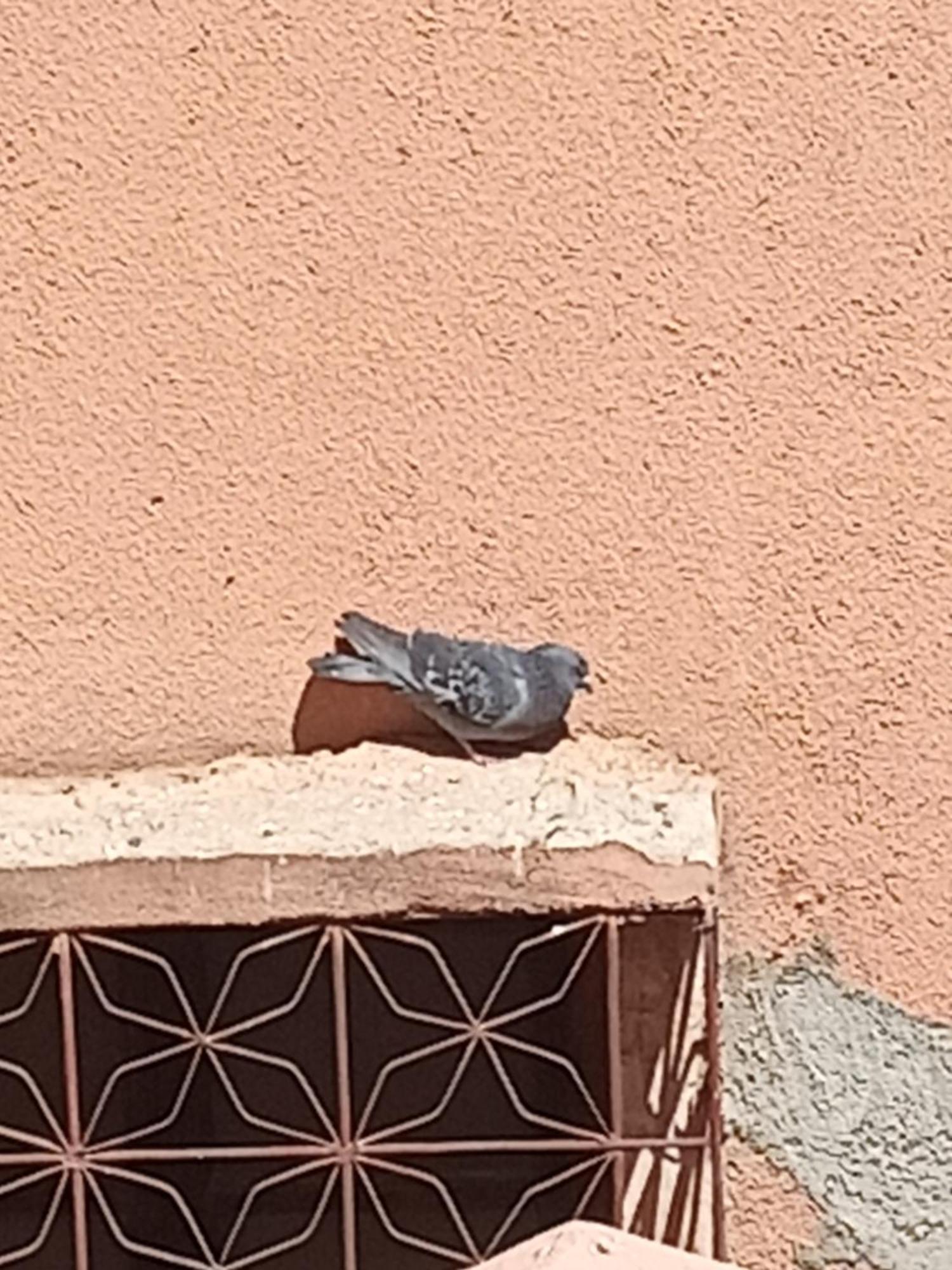 Guiliz Appartement Marrakesch Exterior foto